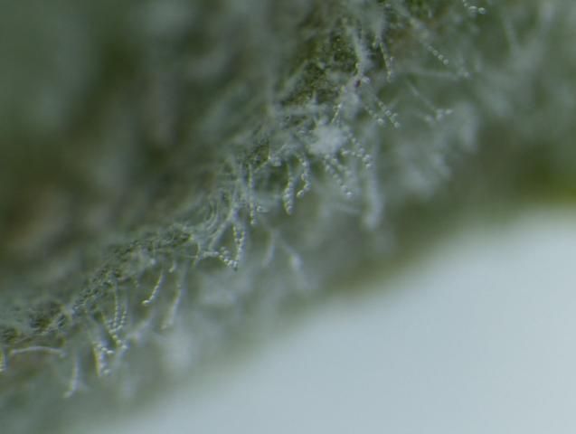 Figure 3. Close-up of tomato leaf showing sporulation of powdery mildew.